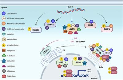 Post-Translational Modifications of Proteins in Cytosolic Nucleic Acid Sensing Signaling Pathways